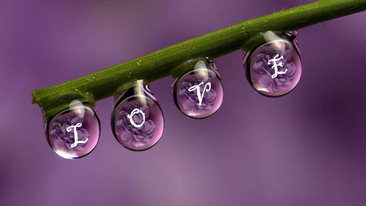 闲鱼买粉_闲鱼上的粉水是真的吗_闲鱼粉是什么意思